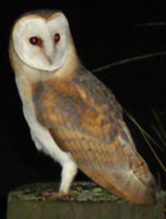 Barn Owl Barn Owl